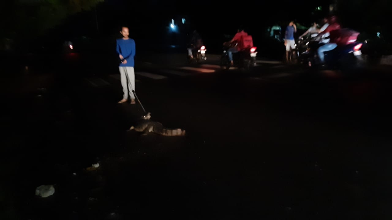 GSPCA caught five foot long crocodile from Makarpura Jijamata road