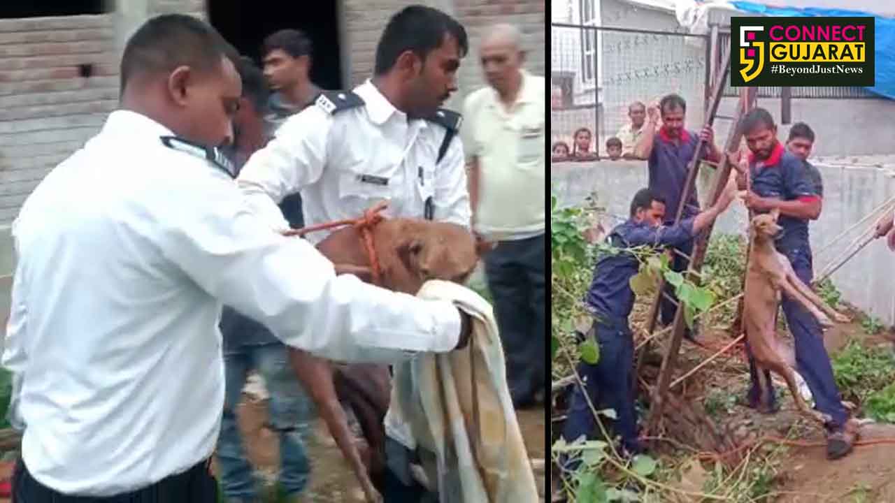 Vadodara fire brigade rescued a dog from the pit