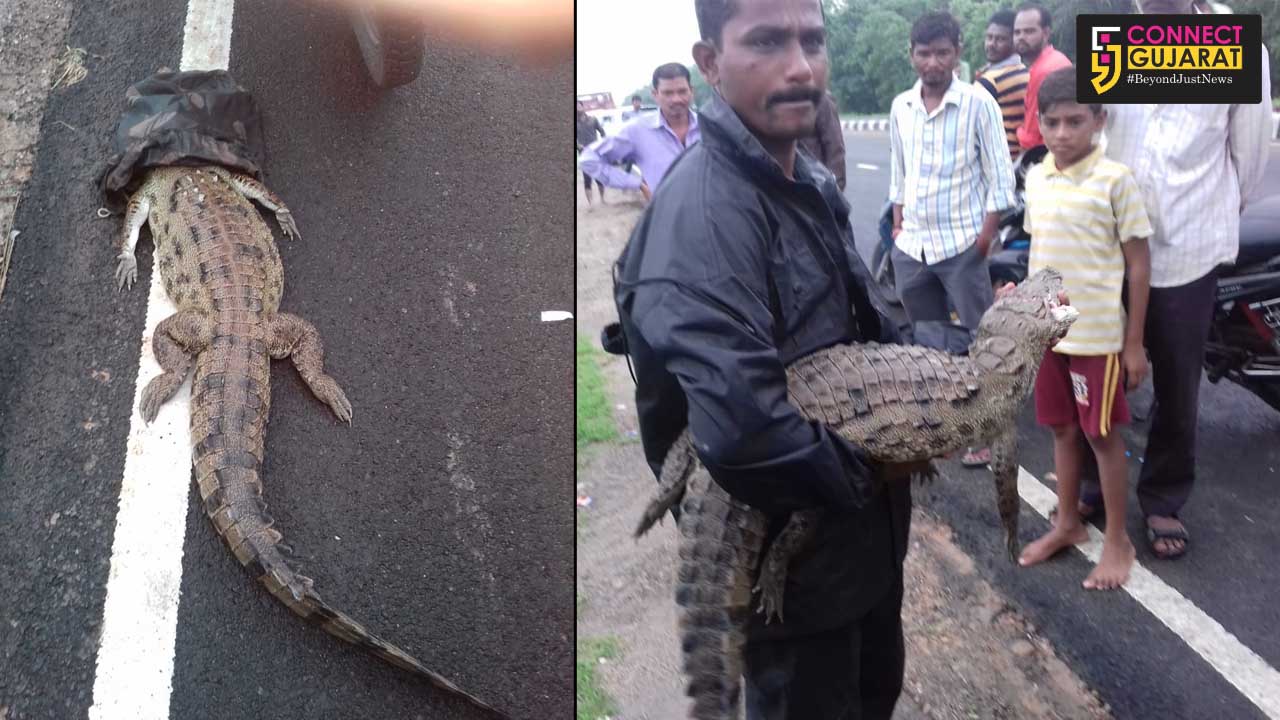 Four feet crocodile died after came under the wheels near Kelanpur