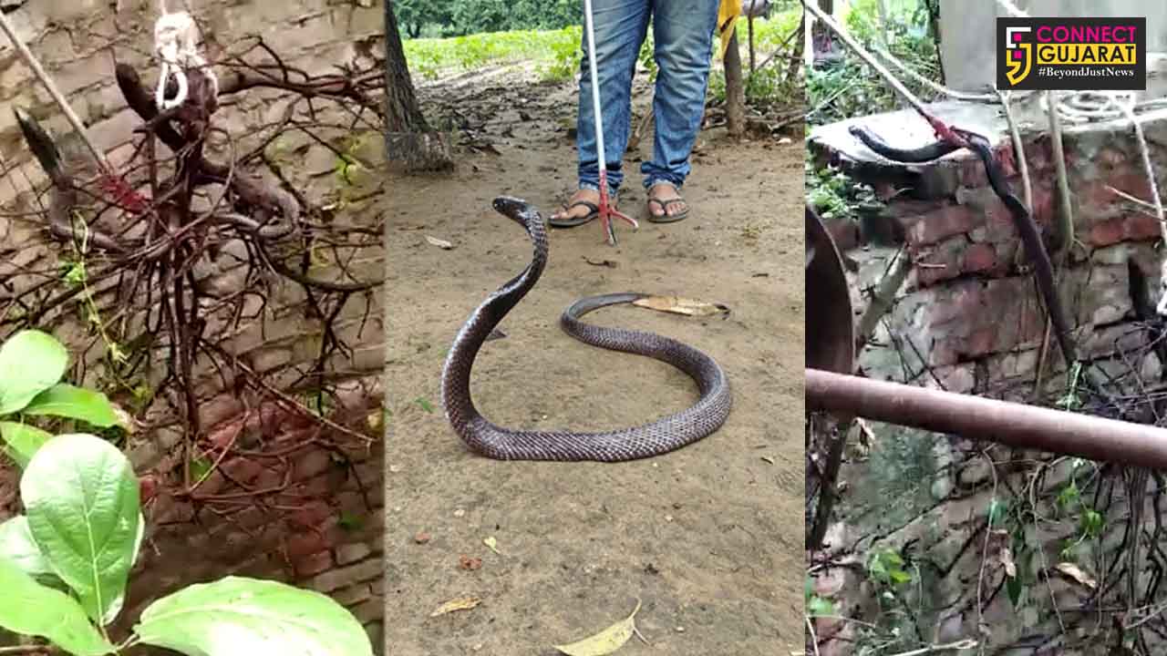 Team of animal activists rescued a king cobra from inside the well near Jarod  