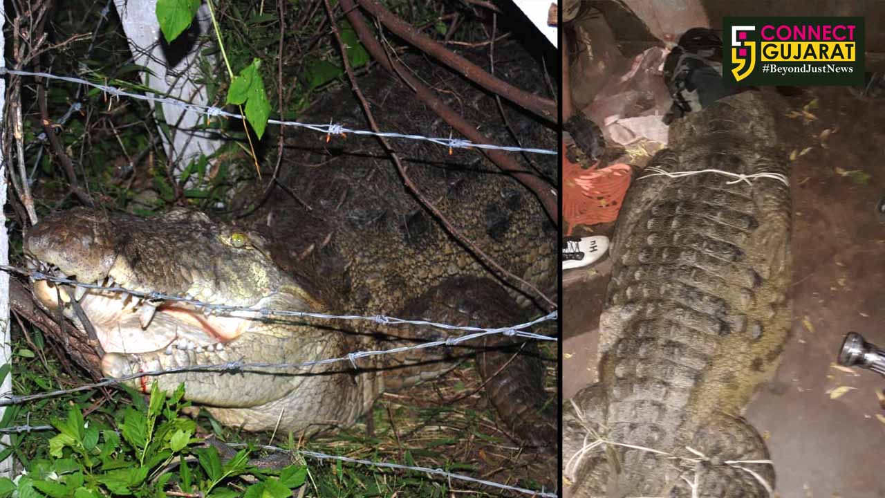 Wildlife rescue trust rescued a 12 foot size crocodile trapped in the fencing