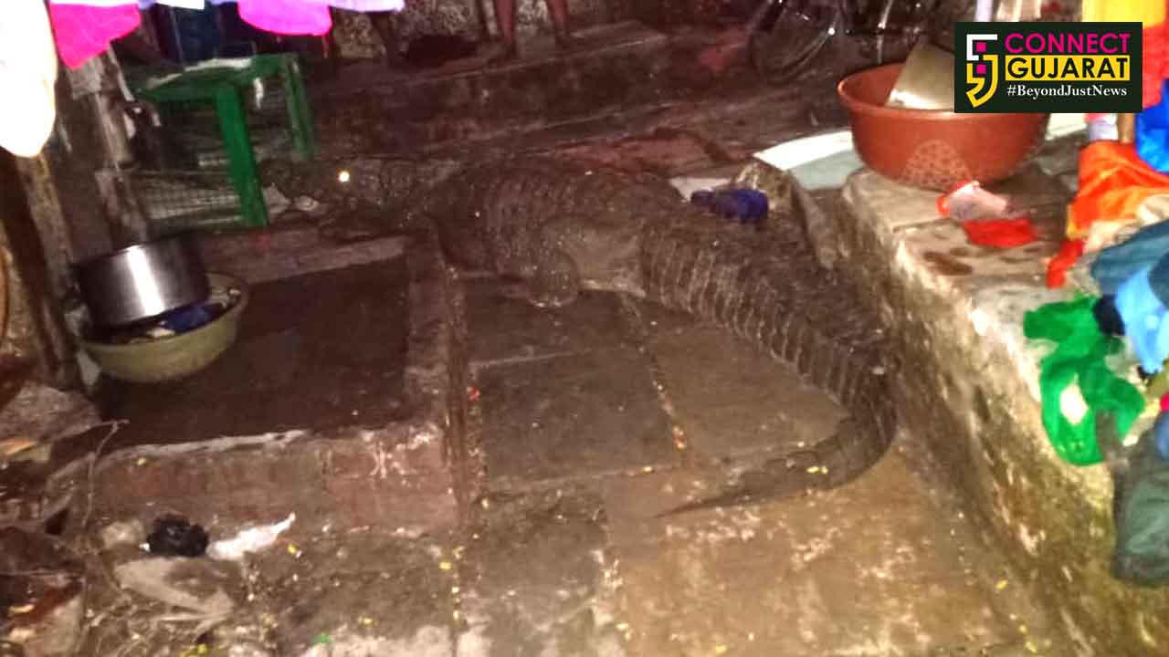 GSPCA rescued 50th crocodile this monsoon in Vadodara