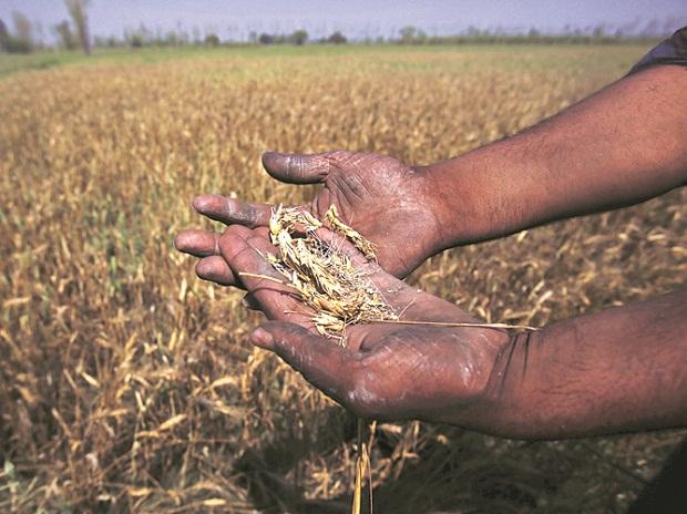 Kharif crop production this year to be higher than last year