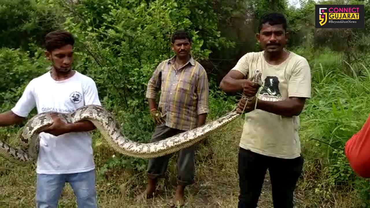 GSPCA volunteers and Wildlife SOS caught a nine foot Python from a field near Vadodara