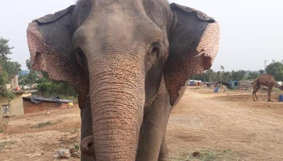 Delhi’s Missing Elephant Lakshmi Found After 2 Months