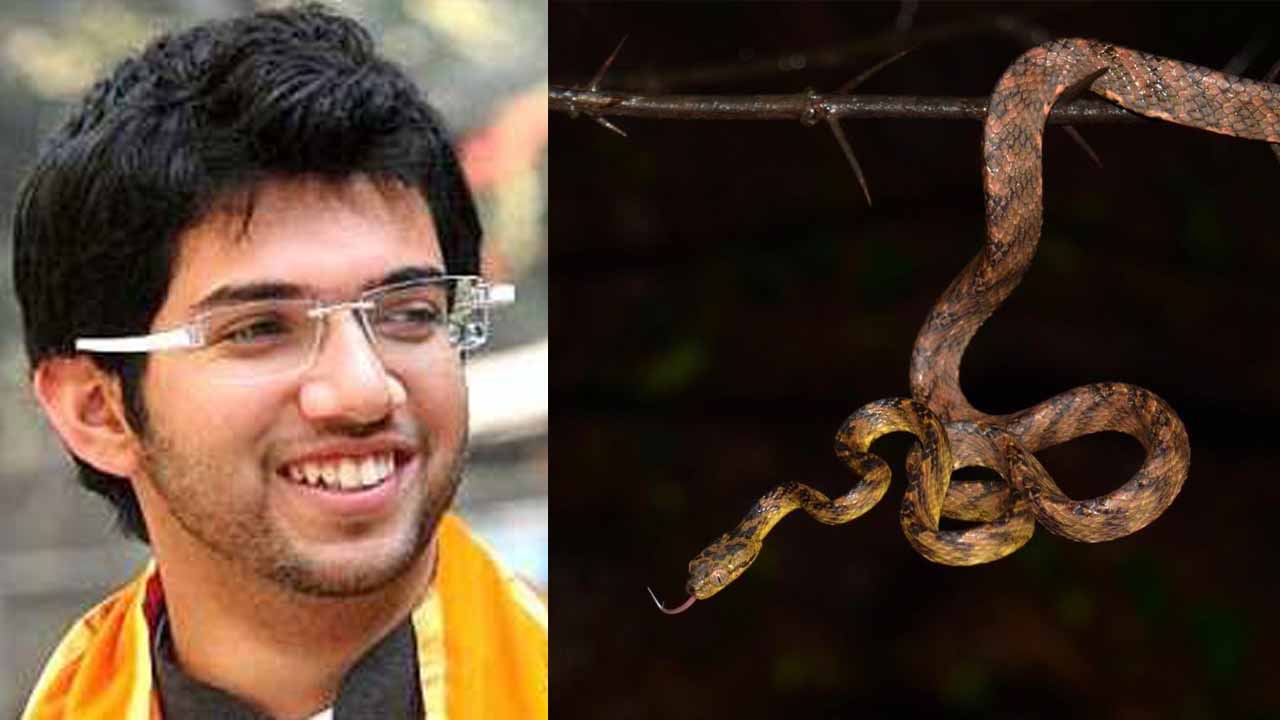 New snake species named after Uddhav Thackeray’s son