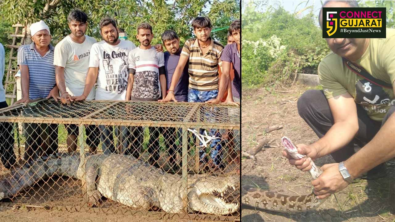 A 13 foot crocodile rescued by GSPCA Volunteers from Dumad village near Vadodara