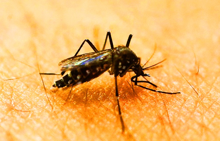 Ahmadabad: 8 Dengue Deaths in last 3 months, all in areas of municipal corporations