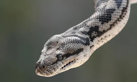 Woman found dead with python around neck in US snake house
