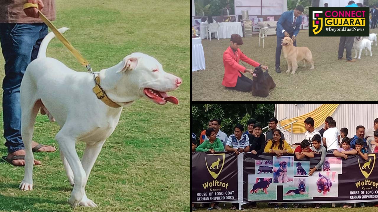 More then 150 dogs participate in All Breeds Championship Dog show in Vadodara