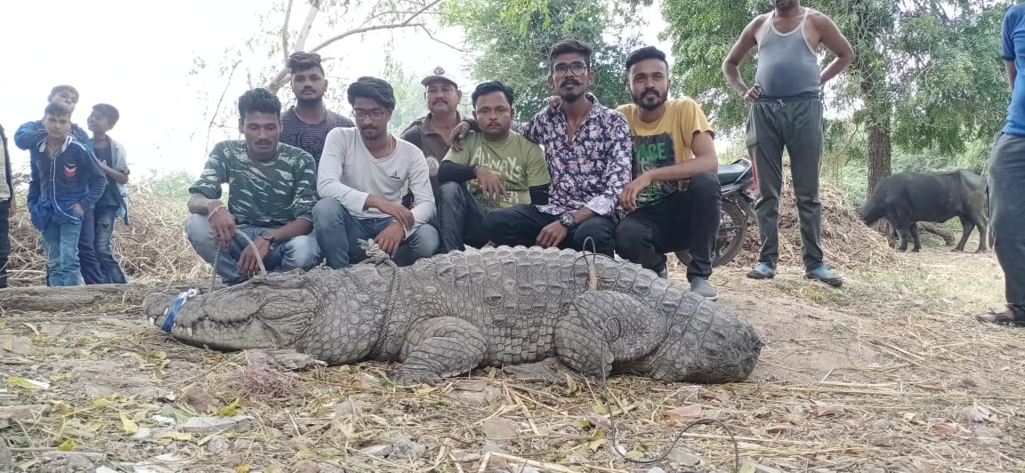 Wildlife Rescue Trust rescued a crocodile from Tarsali area from open field