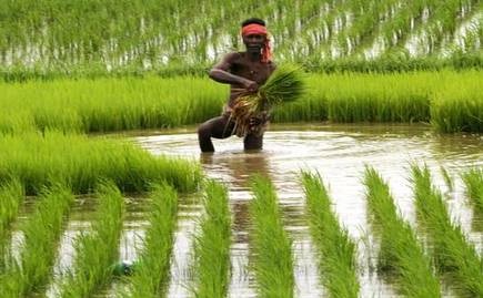Central Government pays over Rs 50,000 crore to farmers under PM-KISAN scheme