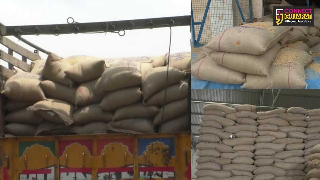 2639 Metric Tonnes of grains arrived from Madhya Pradesh in FCI godown of Vadodara