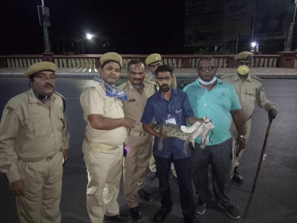 Volunteers of GSPCA rescued a four foot crocodile from Kalaghoda circle