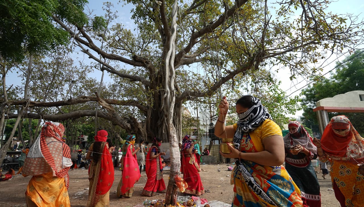 Married women worship Banyan tree (Vatvriksha) on the occasion of Vat Savitri Vrat in Vadodara