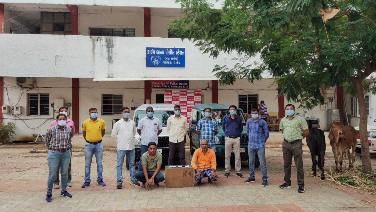 Vadodara crime branch busted gang of cow thieves