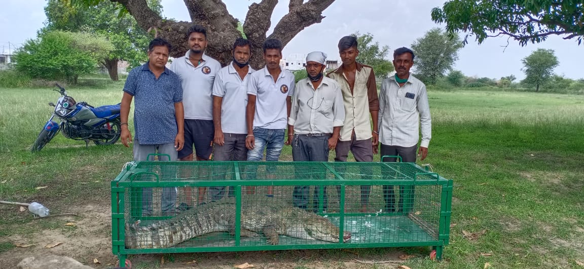 8.5 foot crocodile rescued from Kelanpur village near Vadodara