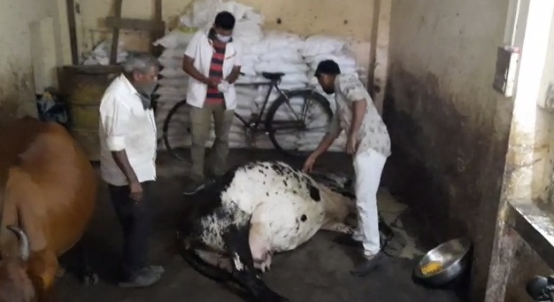 Six cows died after eating an unknown substance in Vadodara