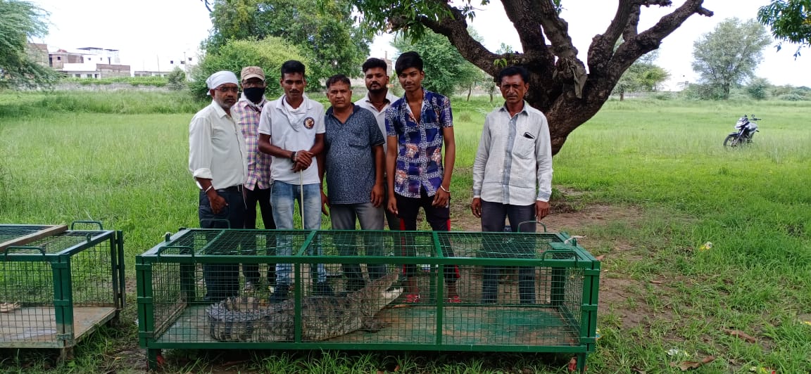 Wildlife Rescue Trust rescued two crocodiles from different places in two days