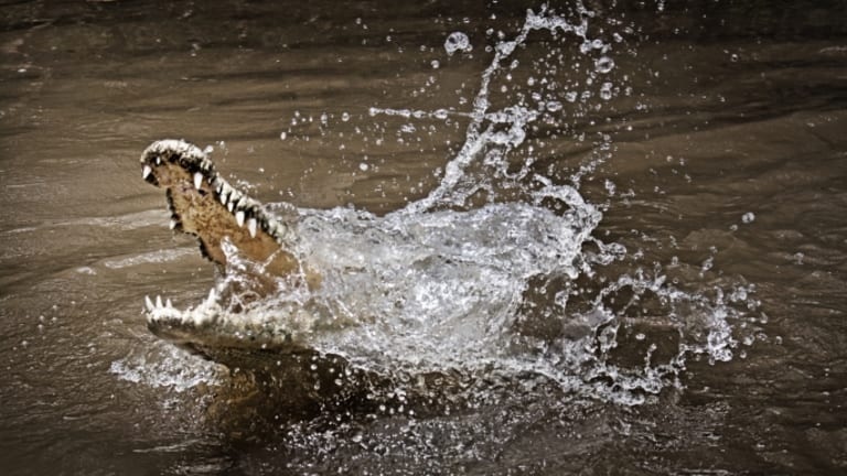 Crocodile attack farm labourer near Dev river passing from Navinagri in Waghodia
