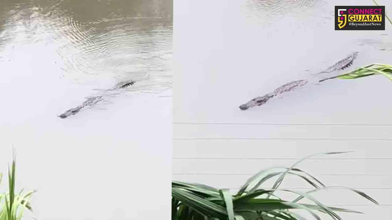 Crocodiles creates panic in people living alongside Vishwamitri river in Vadodara