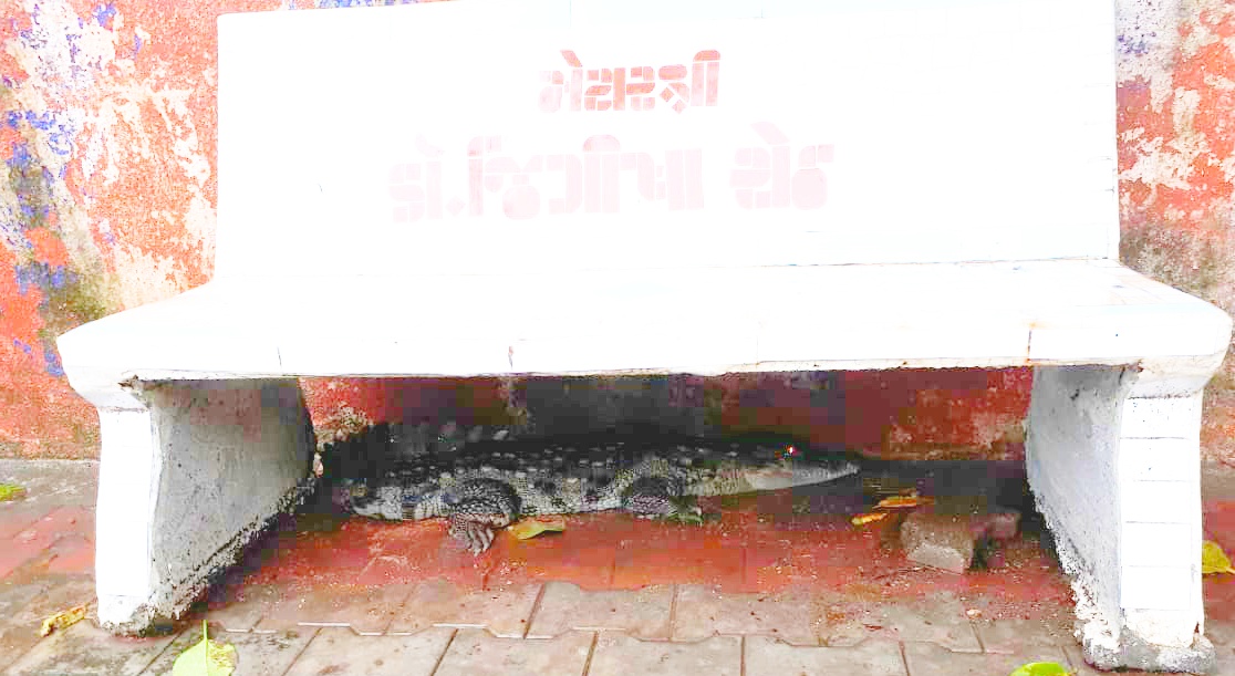 GSPCA volunteers caught 5 feet crocodile sitting under concrete bench near Navlakhi
