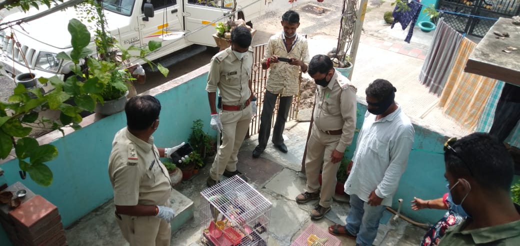 GSPCA and forest department team rescued five parrots and one tortoise from Vadodara city