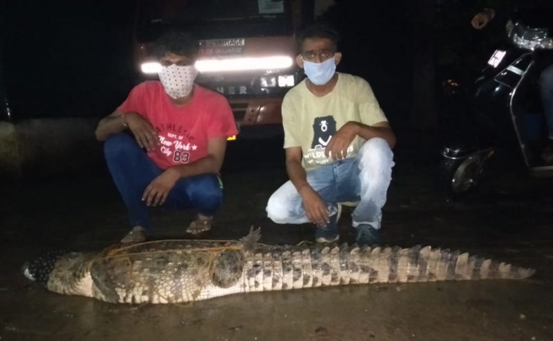 Six foot crocodile rescued in Vadodara by GSPCA
