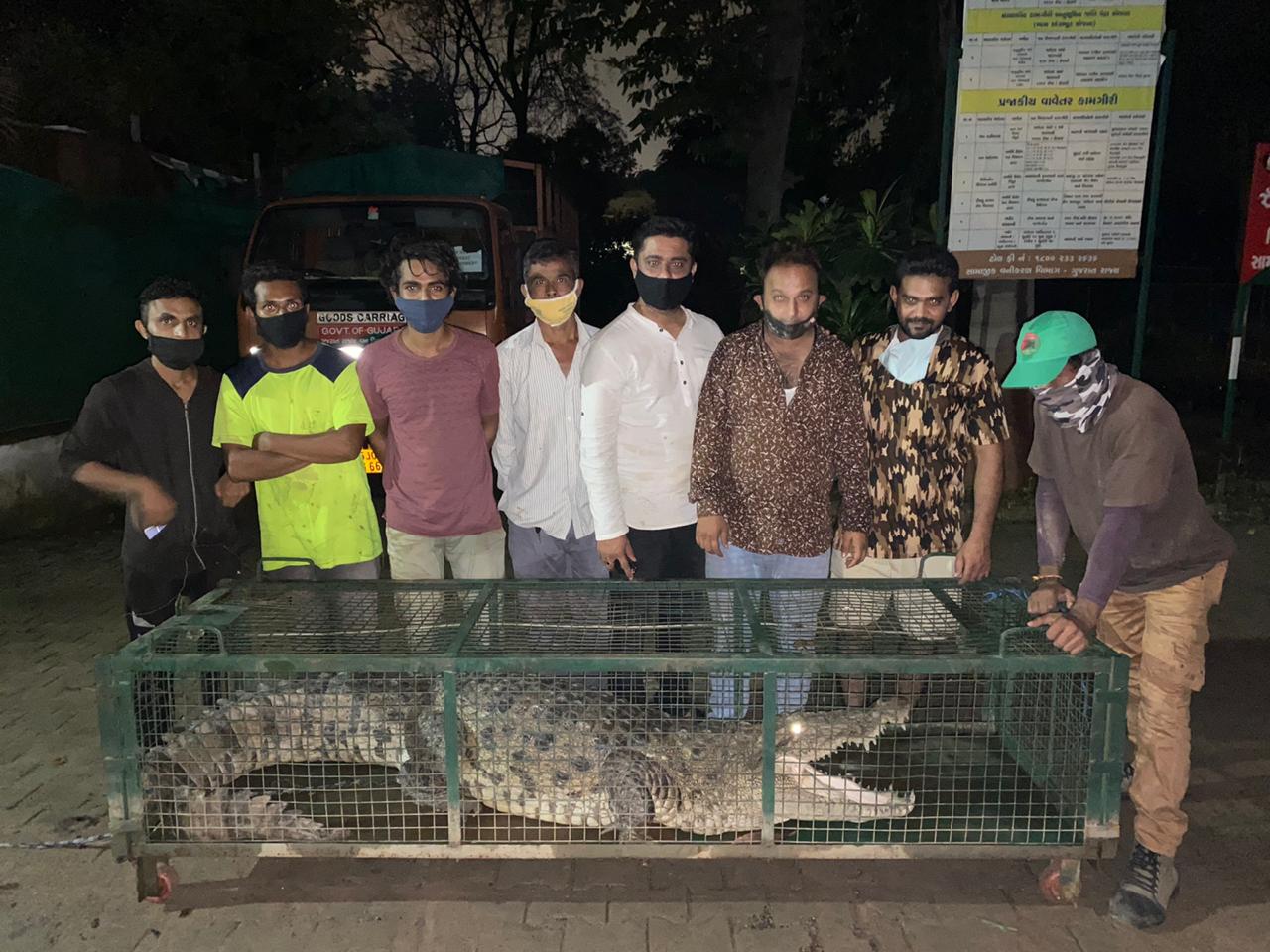 8 foot long crocodile rescued from Jambuva village late night on Thursday