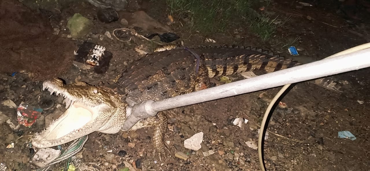 4.5 foot long crocodile rescued from road side near Kishanwadi area of Vadodara