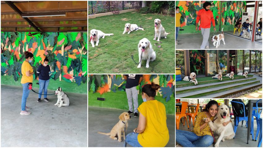 Dog Promise organizes Special Behavioural Training Programs for dogs to celebrate Friendship day