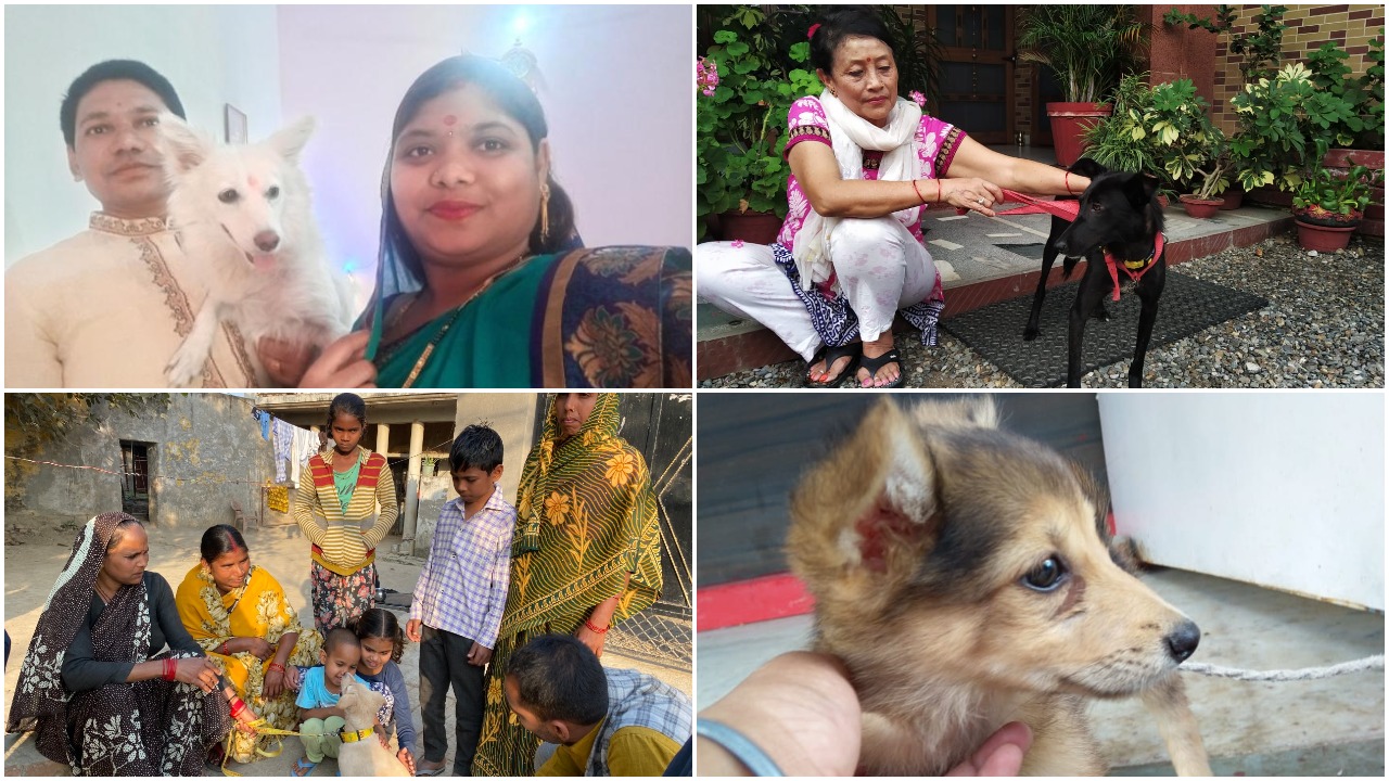 Humane Society International/India celebrate International Dog Day
