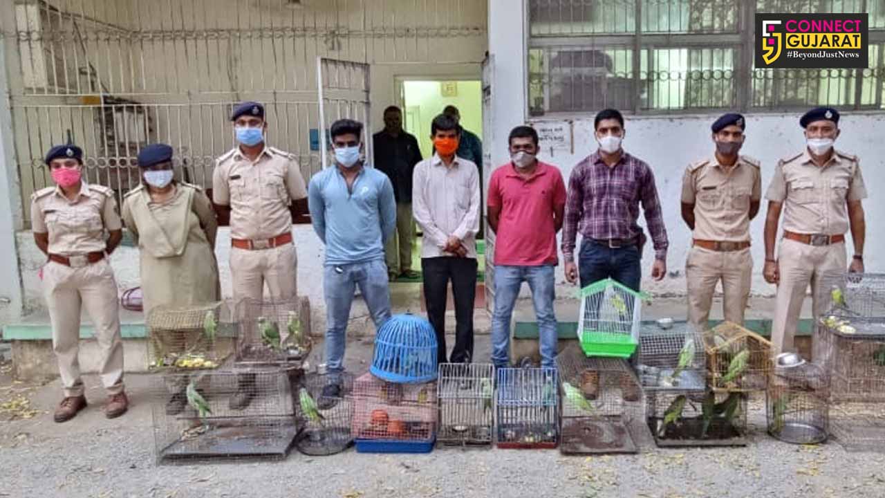 GSPCA rescued 25 parrots of different varieties from Rajpipla