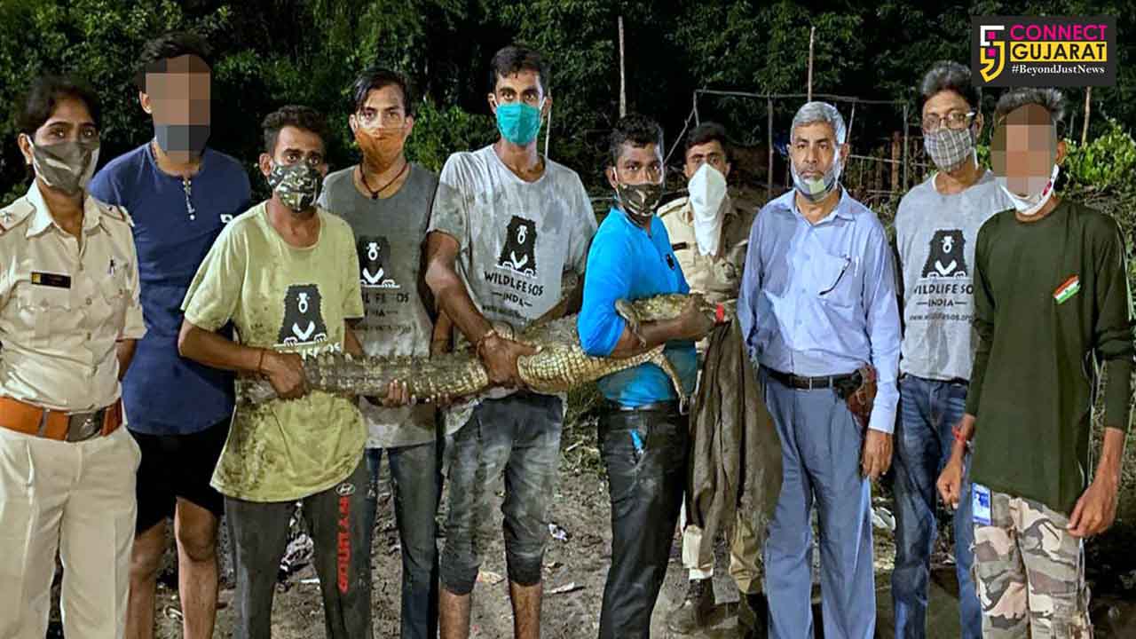 Six foot long crocodile rescued from water filled puddle on Halol Godhra road
