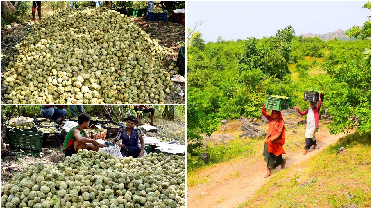 Custard apple became a source of employment for the tribals of Chhotaudepur