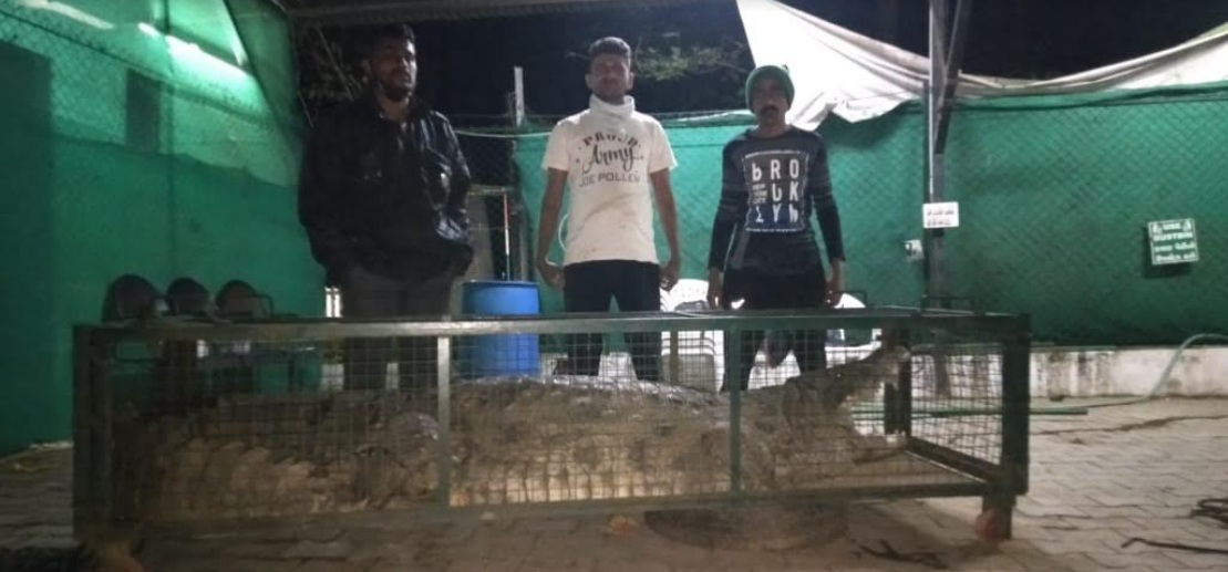GSPCA and forest department rescued 15 foot crocodile from residential area