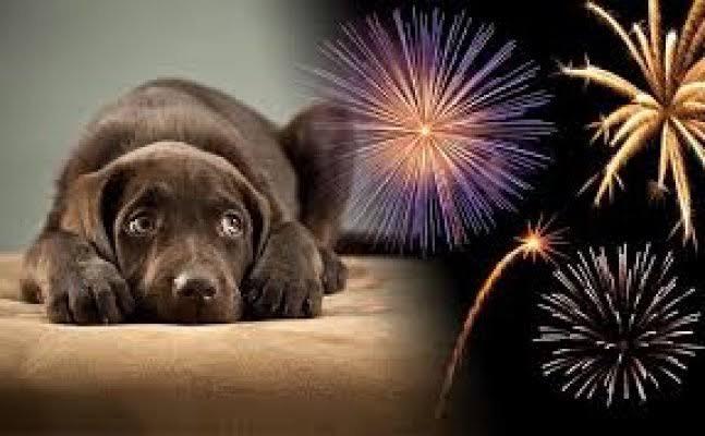 Make this Diwali a happy one for animals too