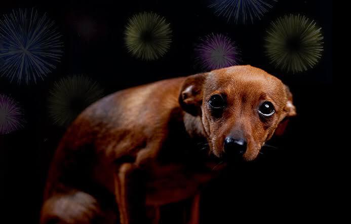 Make this Diwali a happy one for animals too