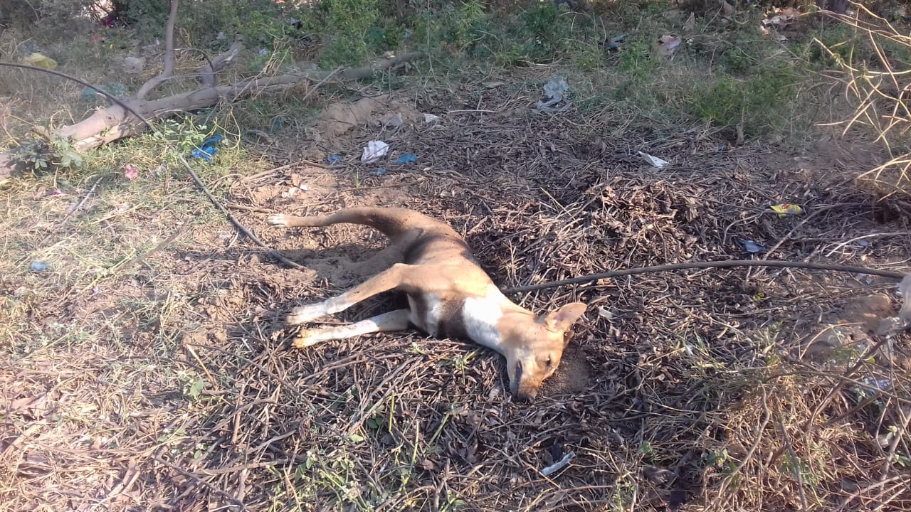 Dogs killed after came in contact with 11000kv line broke suddenly at Nadesari near Vadodara
