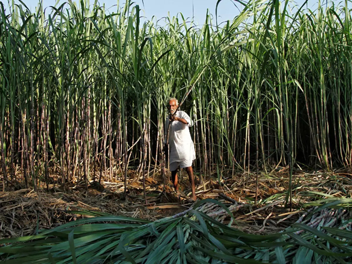 Amid anti-farm law protests, govt approves Rs 3,500 crore subsidy for sugarcane farmers
