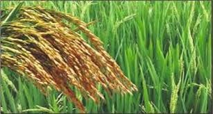 Government continues to procure Kharif crops at its MSP from farmers
