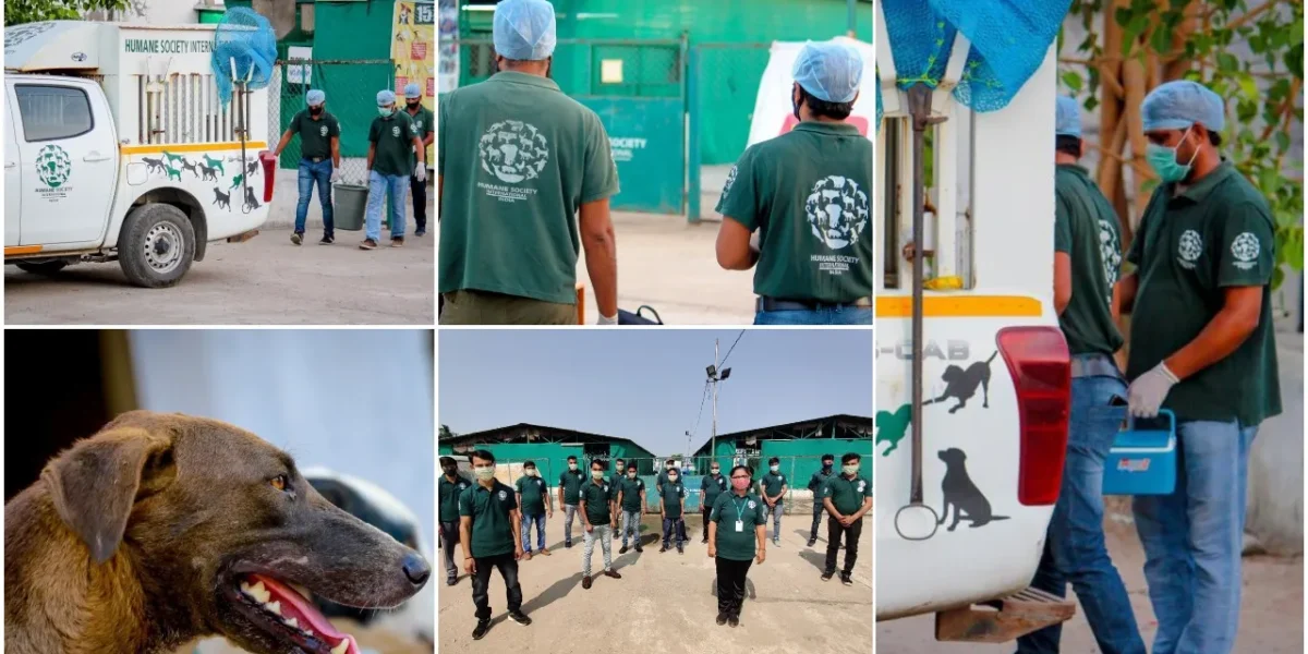HSI India sterilizes 70% of street dogs in Vadodara for two consecutive years