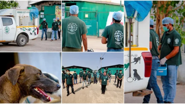 HSI India sterilizes 70% of street dogs in Vadodara for two consecutive years