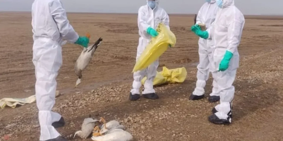 Bird flu outbreak: from Kerala to Rajasthan