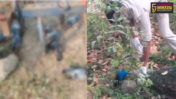Reports of Kia, Atali, Reliance Township and Sindhrot bird deaths reported bird flu negative