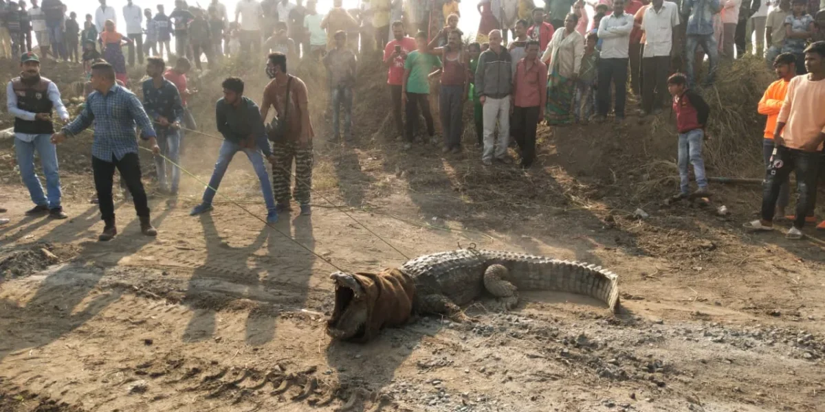 11 feet long crocodile weighing around 400 kg rescued from Asoj