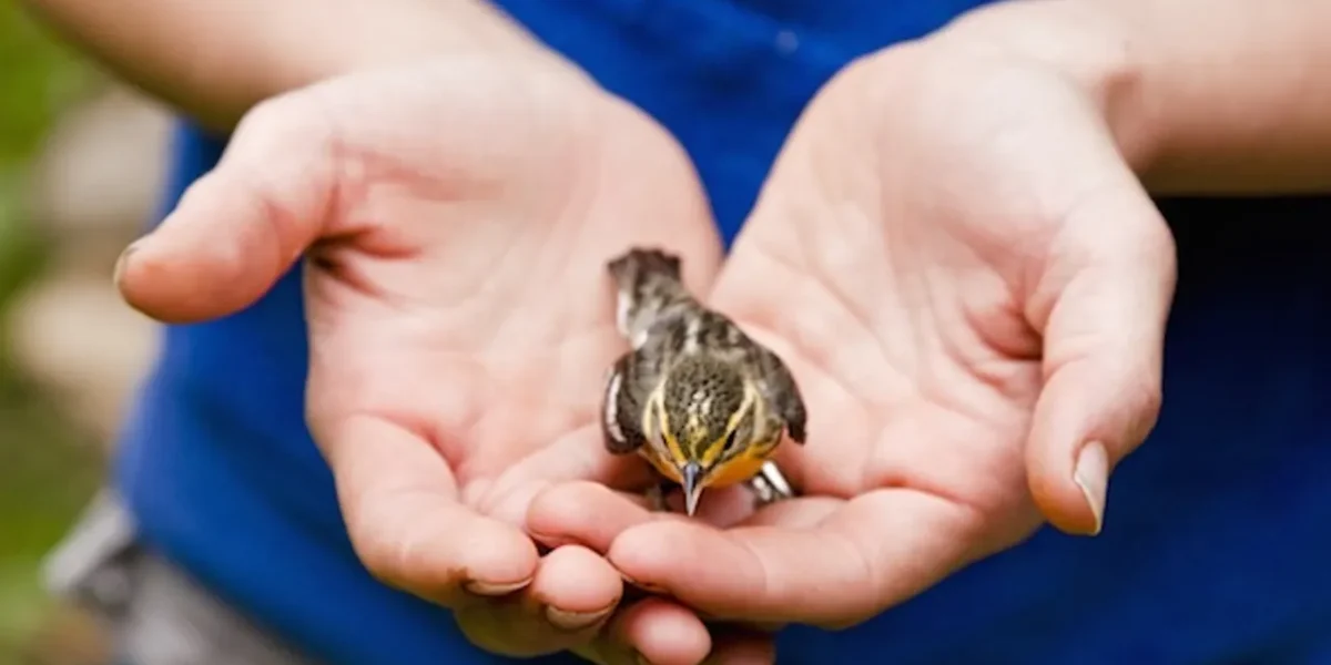 Karuna Abhiyan 2021, treatment facility for birds and animals injured by kite strings starts from today