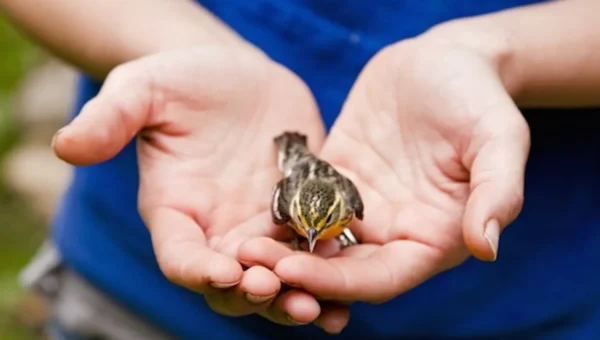 Karuna Abhiyan 2021, treatment facility for birds and animals injured by kite strings starts from today
