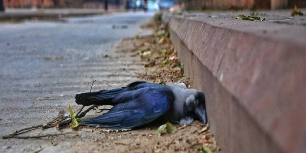 Bird flu is rarely transmitted from bird to human
