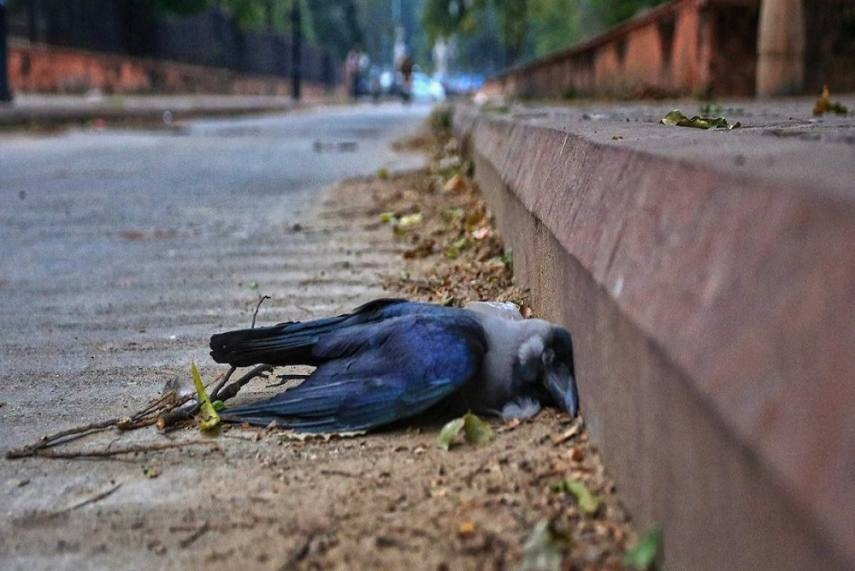 Bird Flu: Crows, Mynas, Herons found dead in Jharkhand